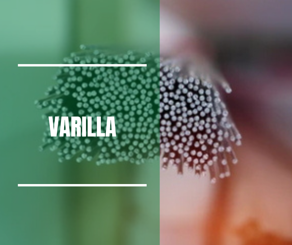 Varilla